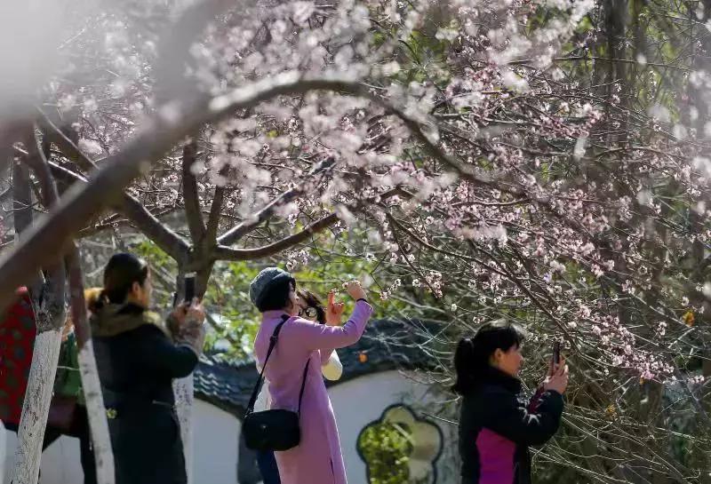 天津桃花堤赏花时间2021,天津桃花堤桃花什么时间开花