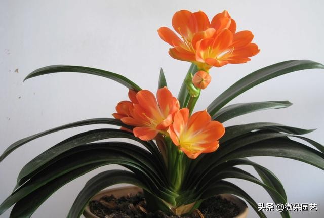 君子兰的叶子长歪了如何矫正,君子兰叶子怎么不让长歪