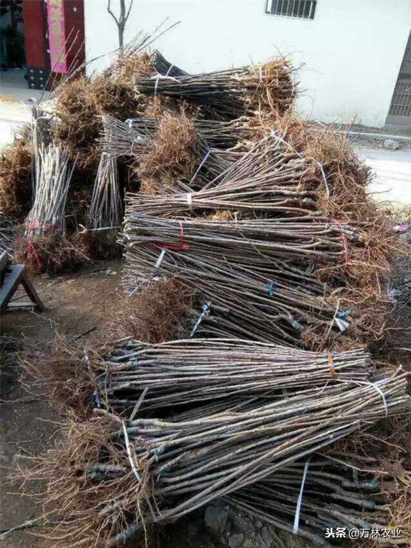 俄罗斯八号樱桃怎么好坐果,俄罗斯八号樱桃怎样