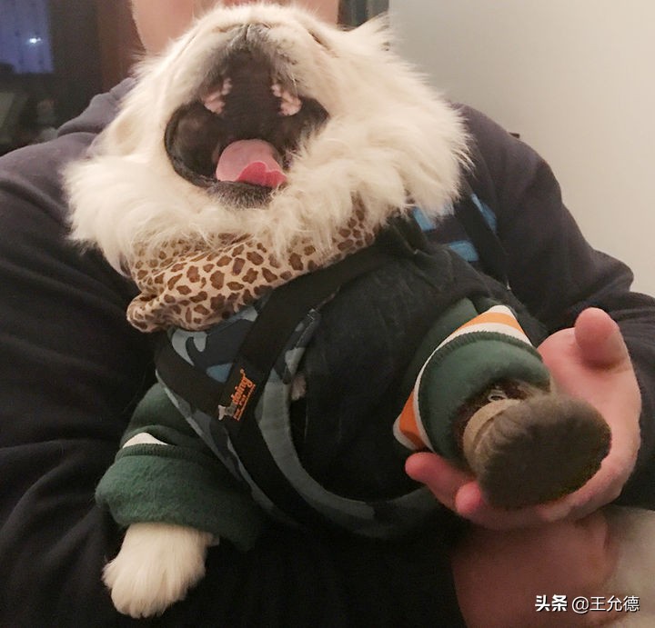 狗子口腔有问题会有什么反应,狗得口腔溃疡会有什么症状