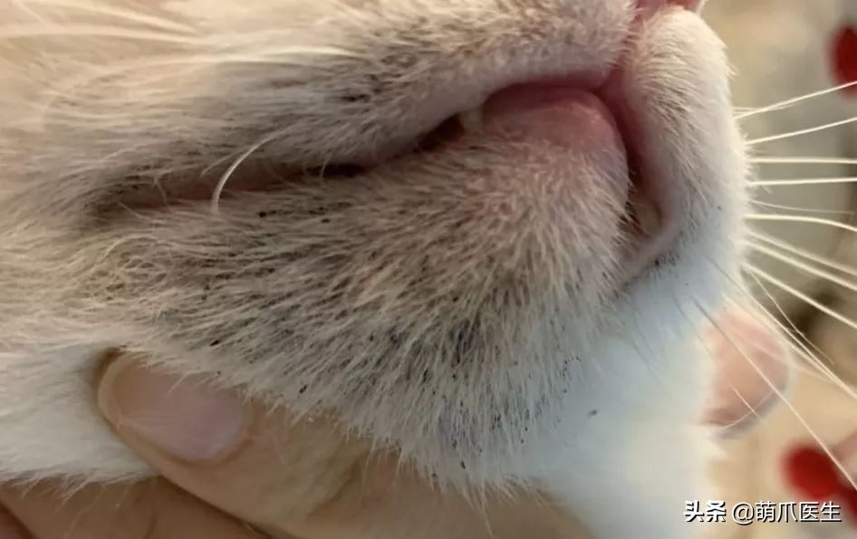 猫咪突然间长了很多黑头,猫咪长黑头是怎么回事