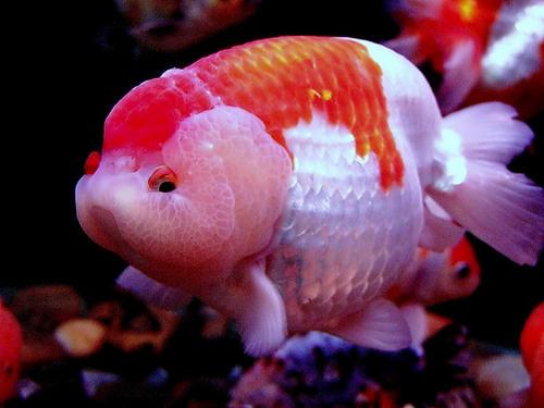 观赏鱼的体色忽明忽暗，这是主人饲养的问题还是别的原因？