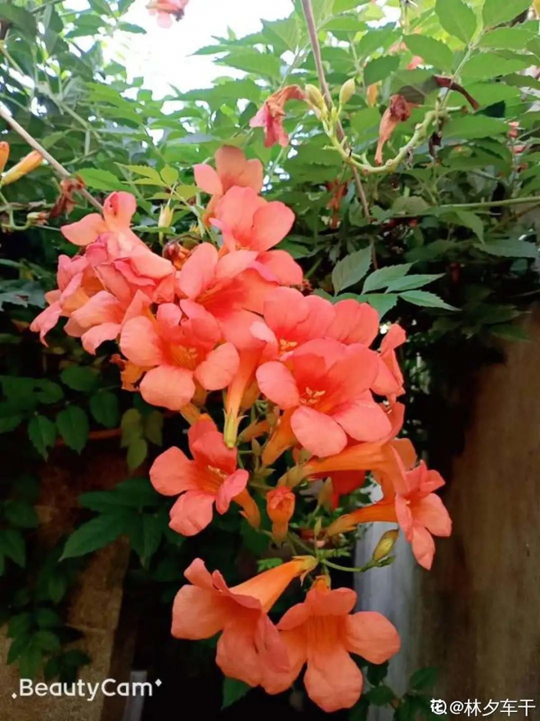 春天开的花有哪些常见又漂亮,十大名花在春天开的有哪些