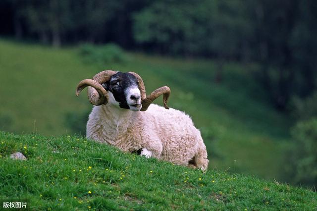 羊如何预防布鲁氏菌病,羊布鲁氏菌病怎么消灭