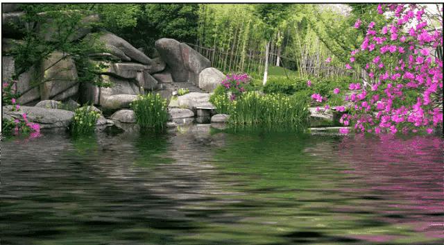 大自然山水花鸟大全,回归自然山水花鸟