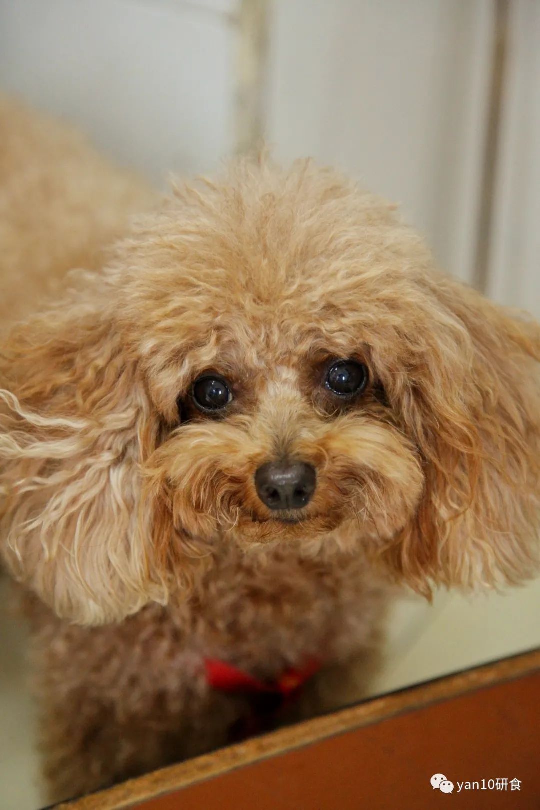 中山多娇，石岐美妙，传统早茶，粥粉面饭，糖水小食，要不要？