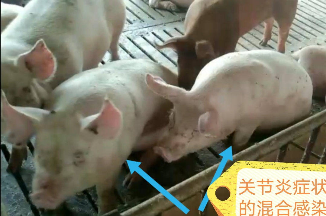 副猪嗜血杆菌的治疗,副猪嗜血杆菌病和链球菌保健预防