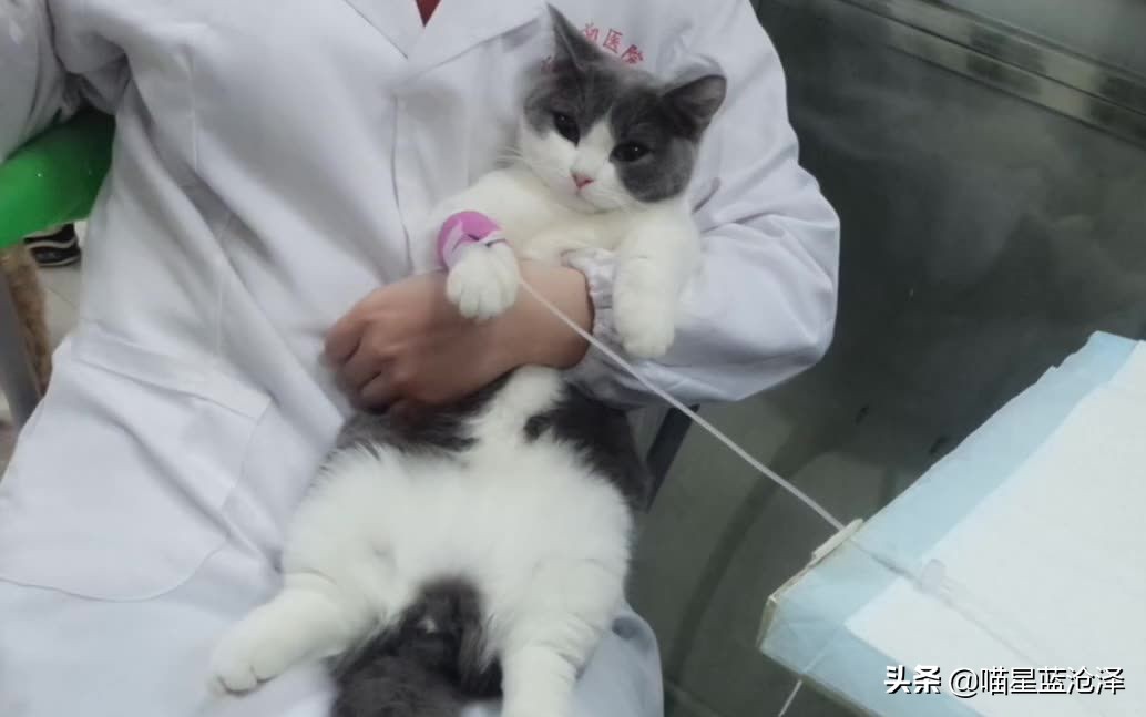 猫咪肠胃炎好了后食欲不好,猫咪肠胃炎引起的高热怎么治