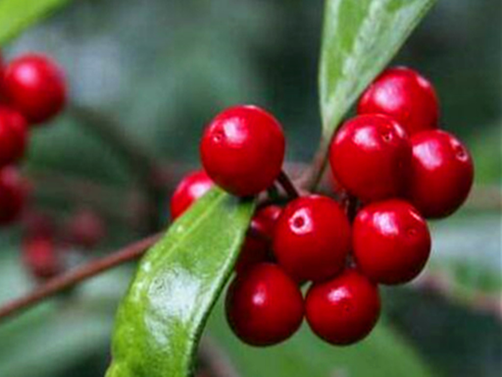 紫金牛的养殖,紫金牛如何养