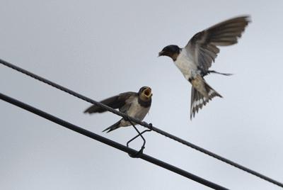 法拉第笼防电磁辐射吗,法拉第笼能完全抵御雷电吗