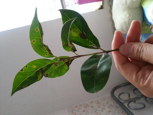 杜鹃花得了叶斑病叶子发黑怎么办,杜鹃花怎么治白粉病