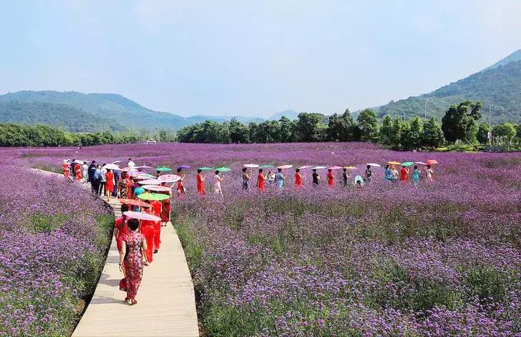 美翻了无锡这个紫色花海,美翻诸城这片花海刷爆整个朋友圈
