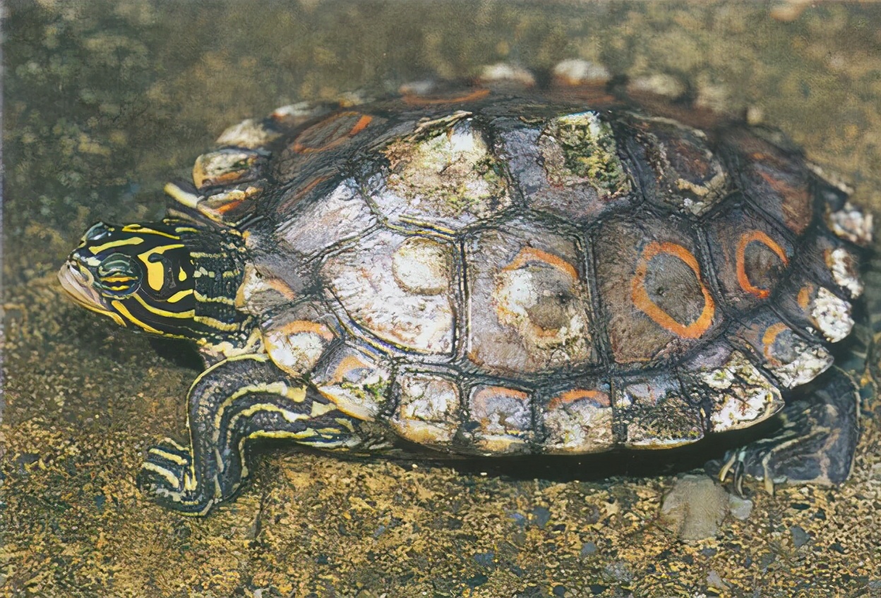 各种龟类图片大全大图,龟类展示会