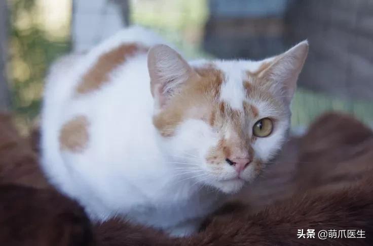 猫咪舔鼻子代表着什么,猫咪舔鼻子是什么原因