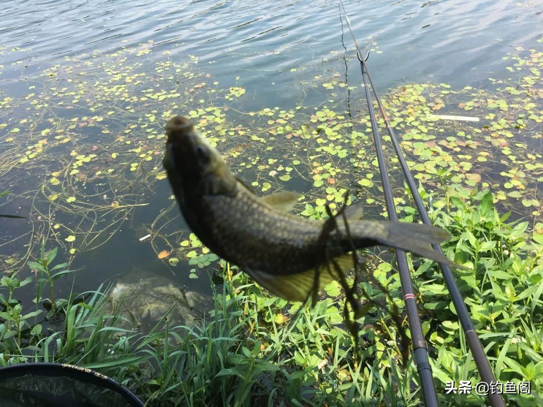 可视鱼钩单钩与双钩哪个中鱼率高,鱼钩单钩与双钩哪个中鱼率高