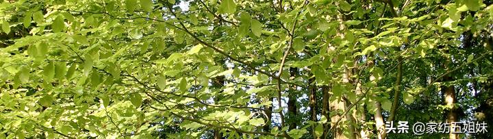 怎么判断是否是真天丝,怎么判断是不是真的天丝