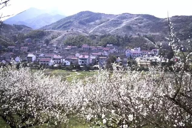 赏梅踏春最佳打卡地,现在附近公园赏梅哪里有