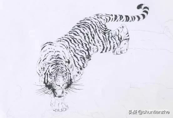 工笔老虎技法教学视频,工笔老虎胸毛的撕毛法