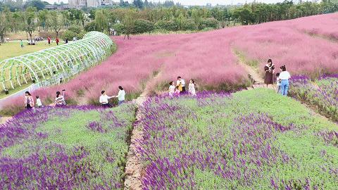 浦口最炫花海景点,浦口的花海