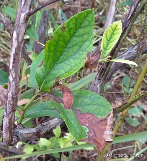 蓝莓叶片边缘焦枯是什么病害,蓝莓在高温下有哪些病害