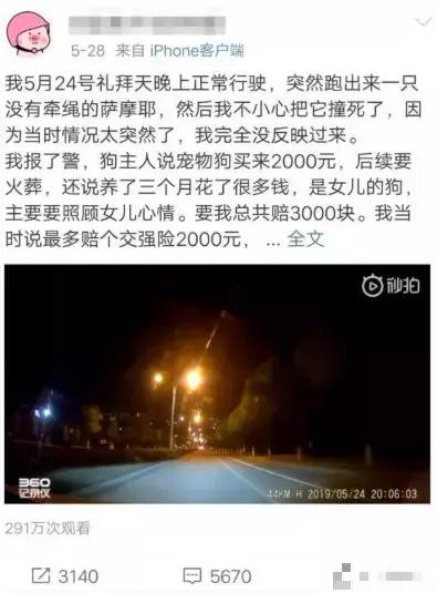 撞死宠物狗属于轻微的交通事故吗,撞死宠物狗交通事故