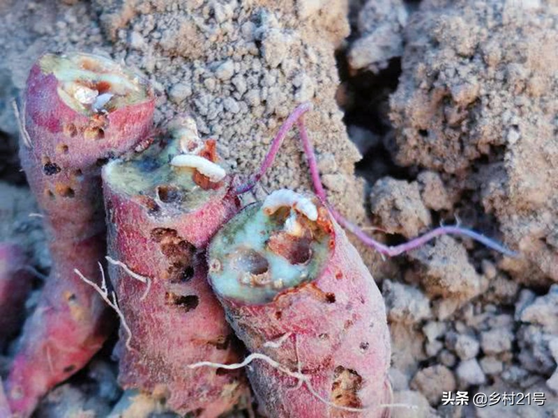 种植红薯如何防治害虫图片,种红薯膨大素肥料