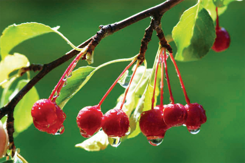 林草知识普及,林草科普讲解