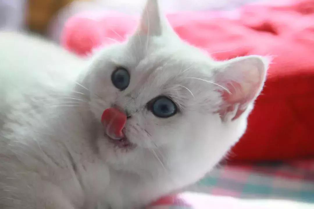 夏末秋初，刘三姐的英短咪咪，邂逅梁实秋的白猫王子