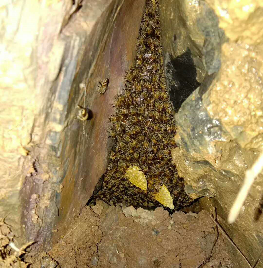 抓蜂被蜂蜇的视频,抓山蜂被蛰死