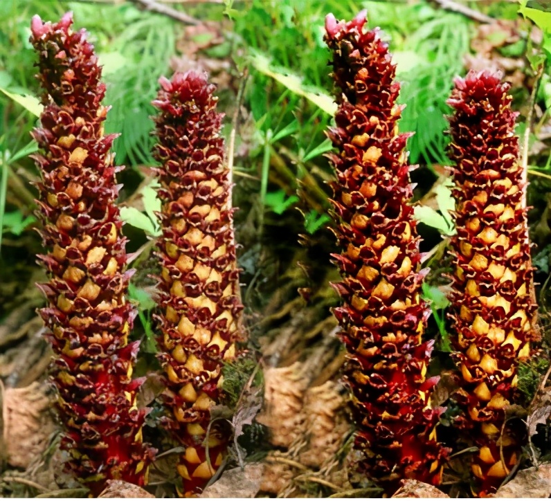 淇濆瓨鍗佸嚑骞寸殑閲庣敓鑲夎媮钃夊灏戝厓 (鍒氭寲鍑虹殑閲庣敓鑻佽搲浠锋牸)