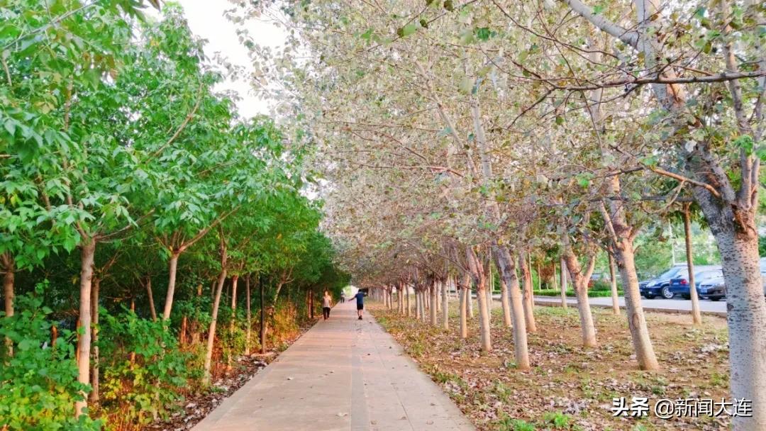 大连赏秋免费的地方,大连赏秋打卡地