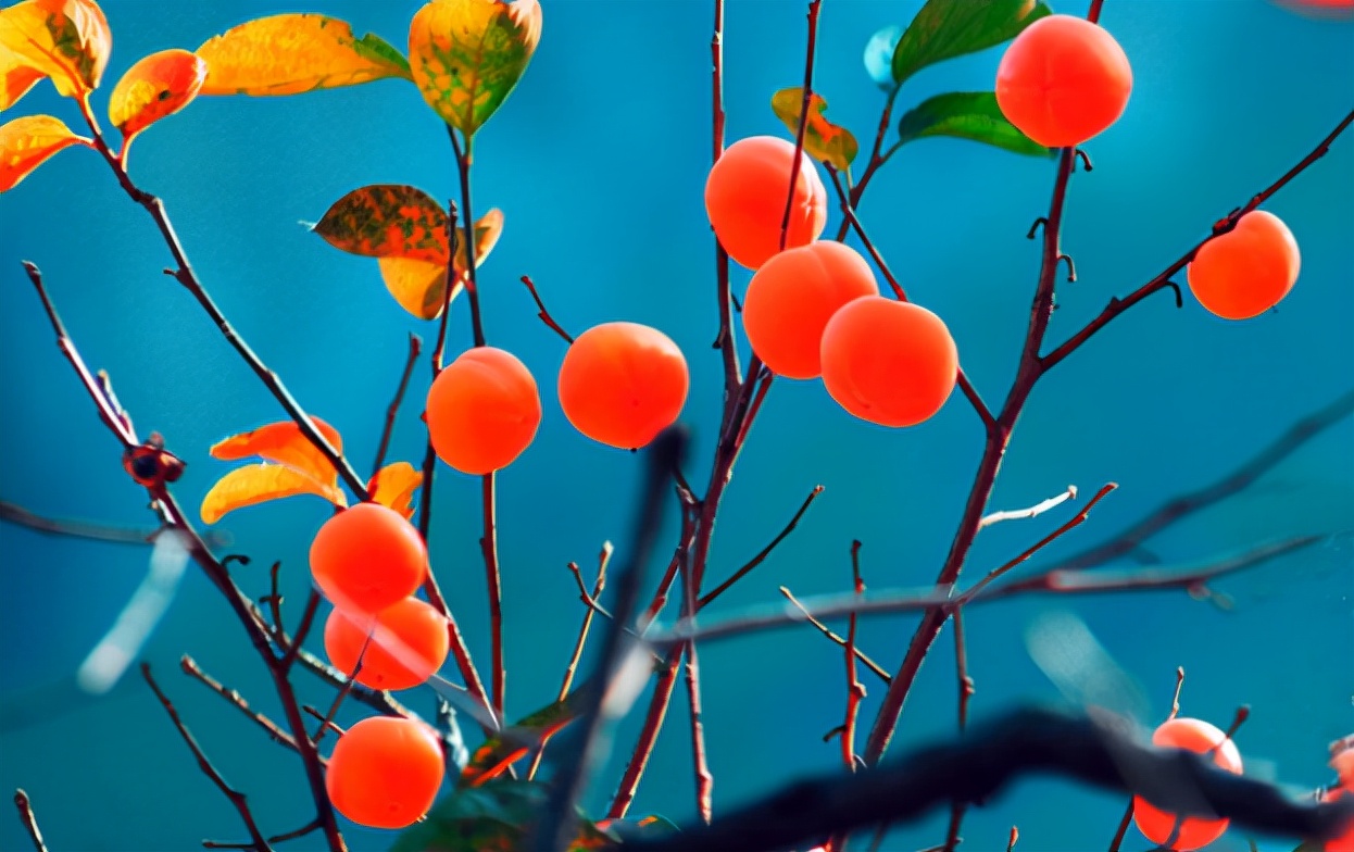 描写柿子的七绝古诗词,描写柿子的优美古诗词名句