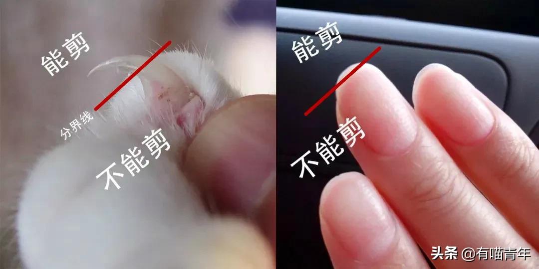 对着猫吹气会怎么样,对着猫吹烟有害吗
