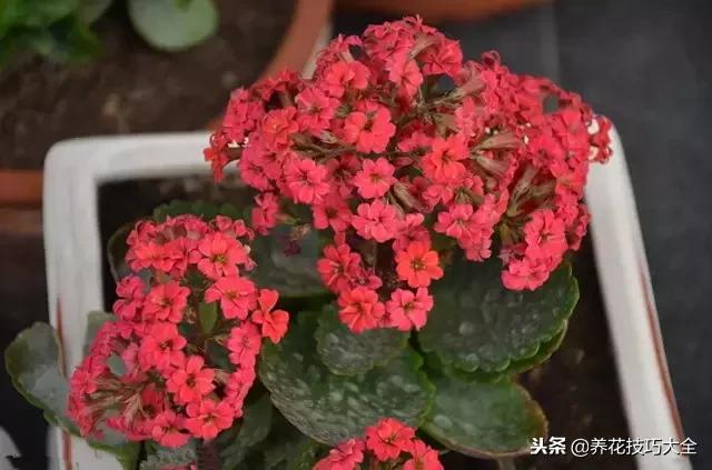 常见小区绿化100种植物图片,常见的水生植物有哪些种