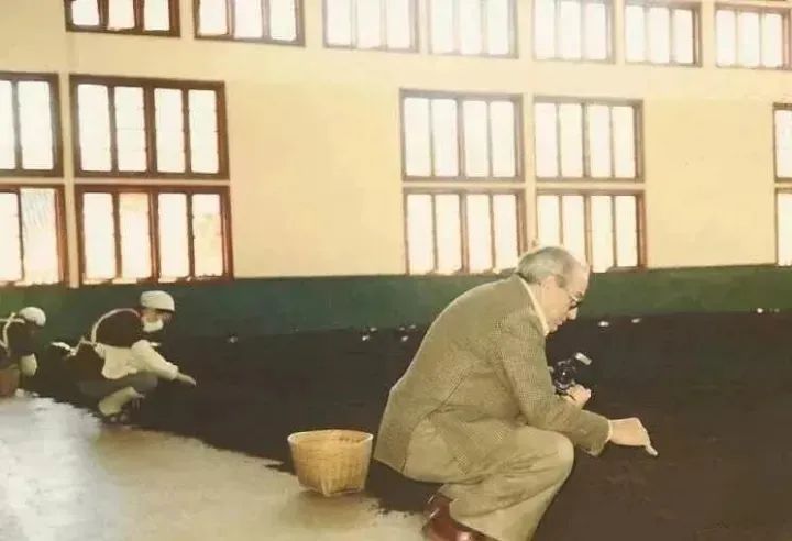 销法沱对应的生茶是啥,销法沱是哪个茶厂出的