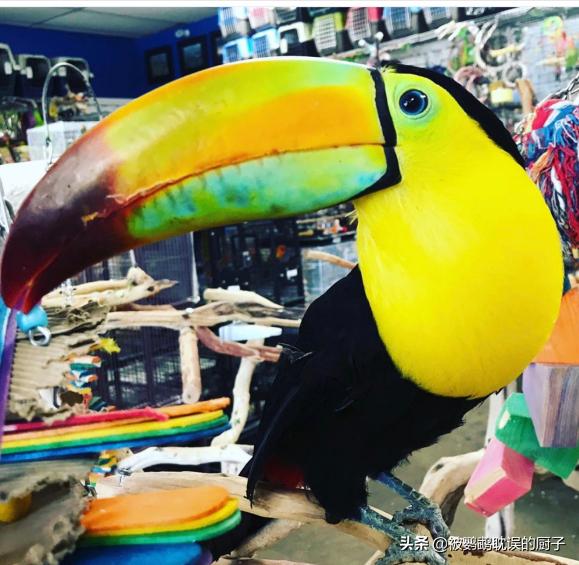 欧美最普遍的宠物鹦鹉品种,外国宠物店有什么鹦鹉品种