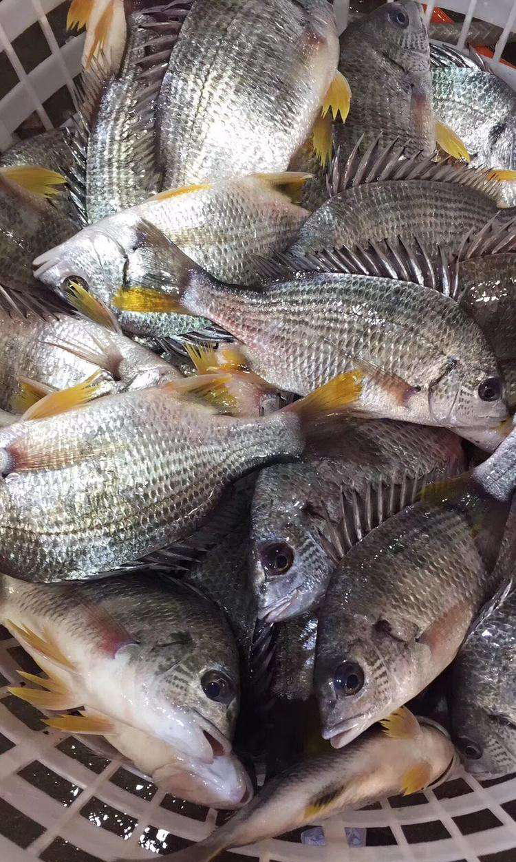 海南海边码头海鲜,海南海鲜开海