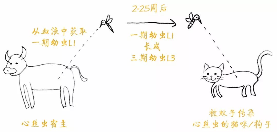 按时驱虫的猫咪还会有寄生虫吗,猫咪按时驱虫体内还会有寄生虫吗