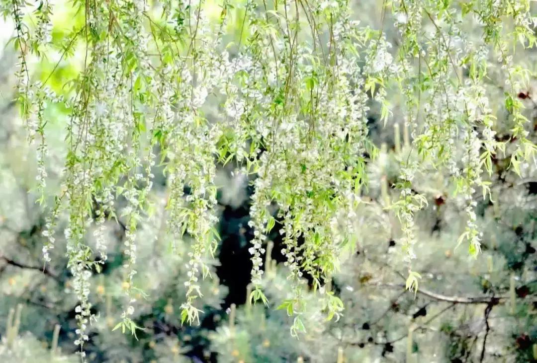 北京过敏性鼻炎原因,在北京过敏性鼻炎哪家医院好