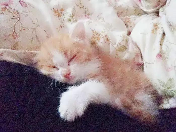 猫咪怀孕怎么去医院检查,猫咪怀孕怎么才知道