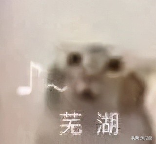 张琪格亮出户口本现场招“婿”,交大高材生主动上门遭婉拒