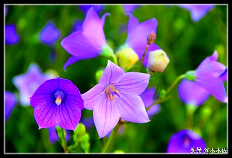 唯美桔梗花,草莓味的桔梗花