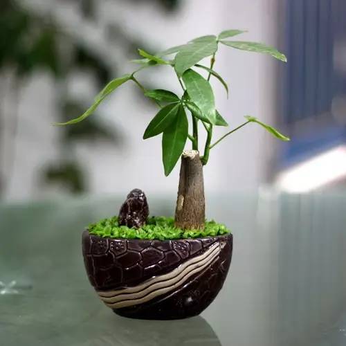 养花新手老养死花,献给那些总把花养死的人