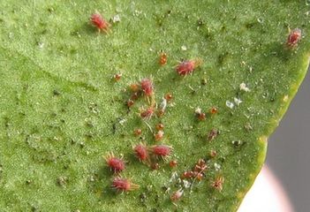 樱桃常见病虫害有哪些,樱桃常见病虫害有哪些症状