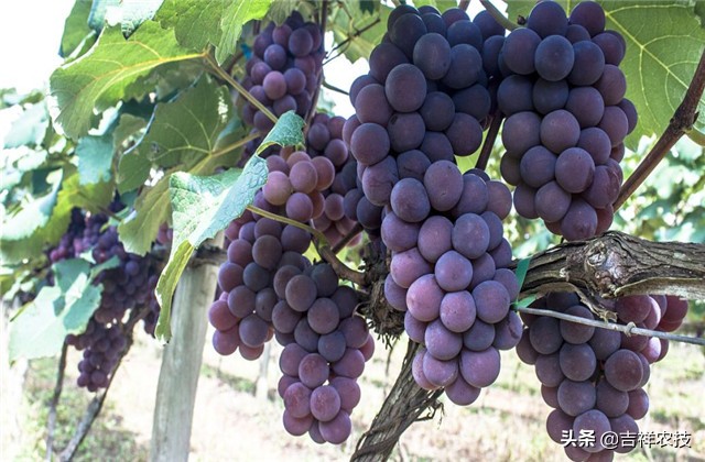 巨峰葡萄种植技术和管理,巨峰葡萄栽培技术全过程