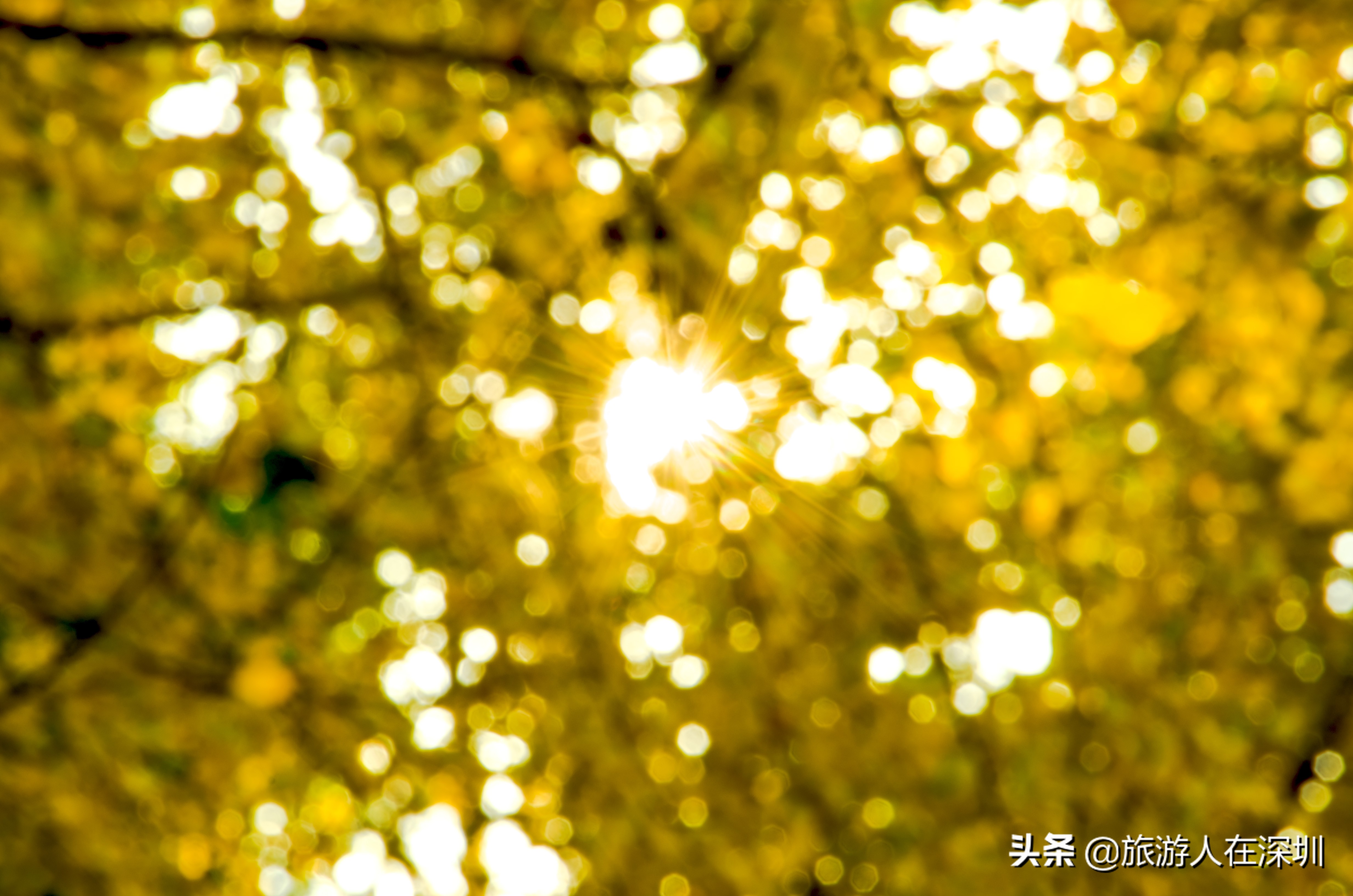 南雄看银杏一日游,去南雄看银杏叶哪里好看点