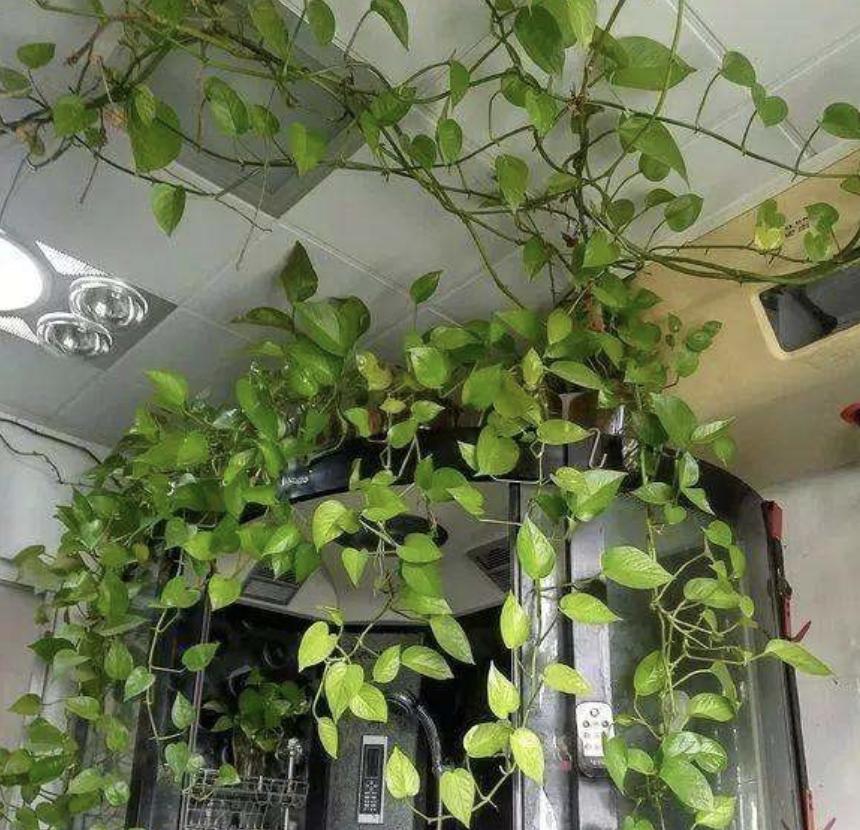 绿萝专用肥能给长寿花用吗,三种绿萝最好的肥料