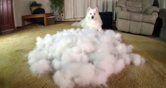 萨摩耶犬会掉毛吗,萨摩耶犬掉毛吗