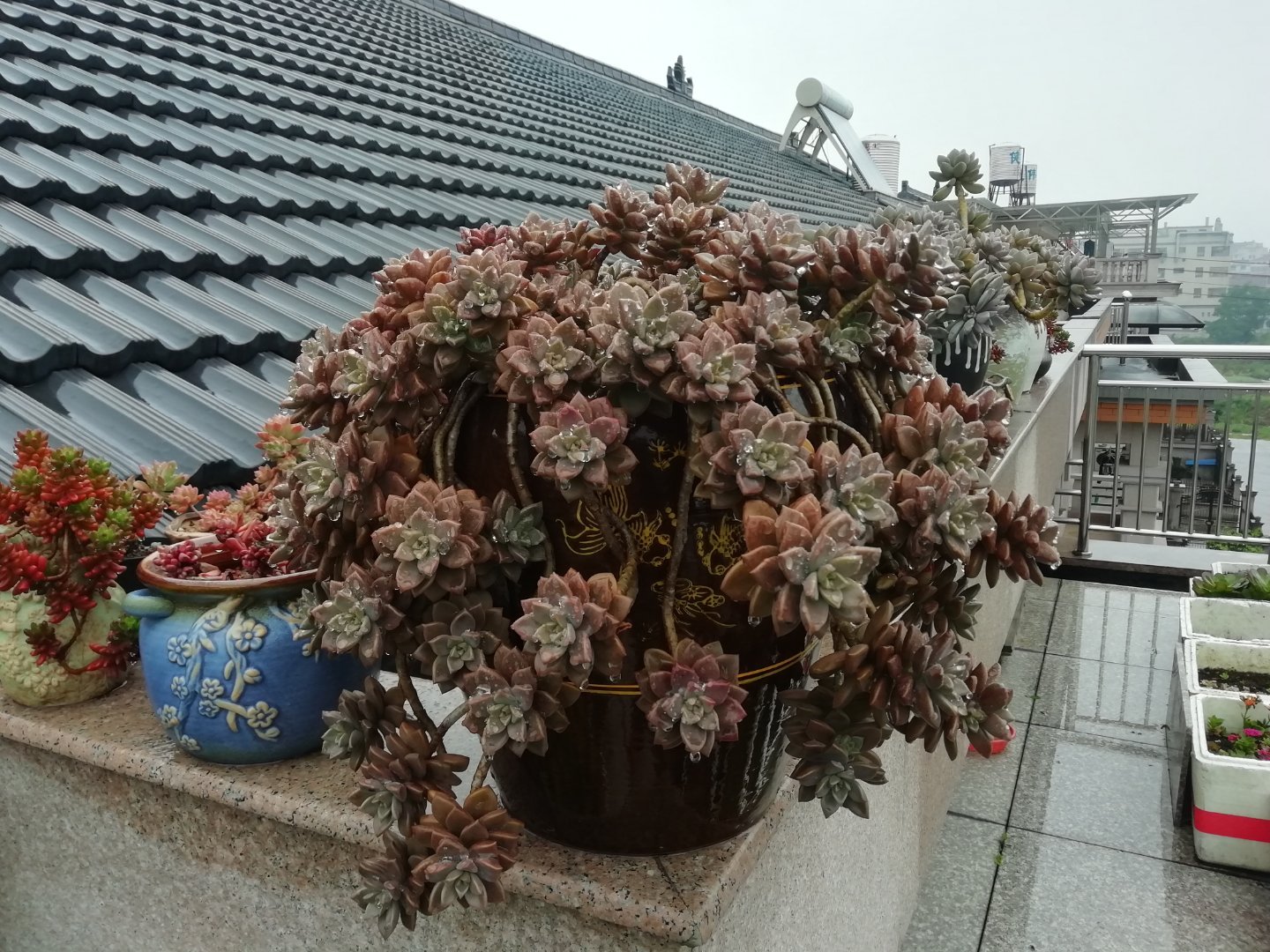 姬胧月快速爆盆,姬胧月徒长不好看