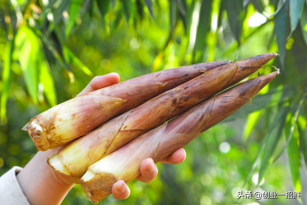 农村致富好项目500元小本创业,适合农村创业的最新致富项目